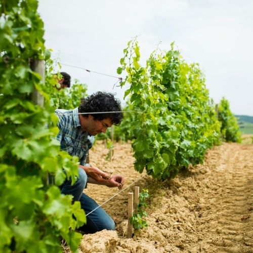 Domaine Claude Riffault